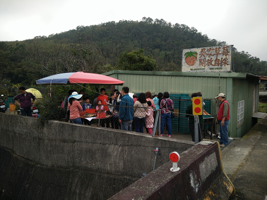 三義吳家草莓園