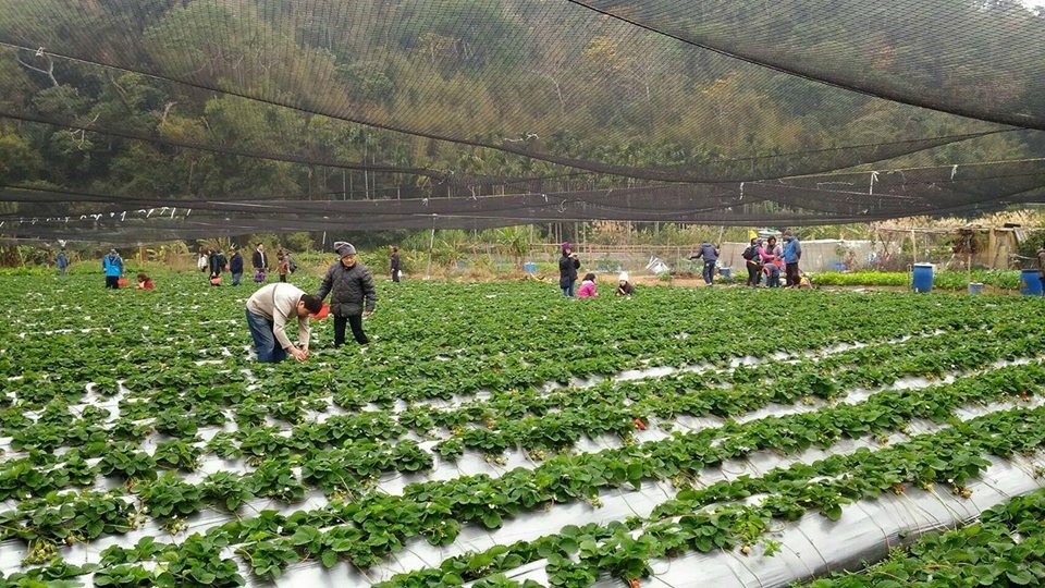三義吳家草莓園
