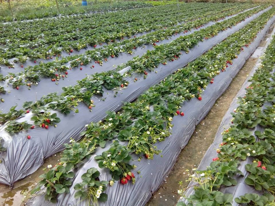 三義吳家草莓園