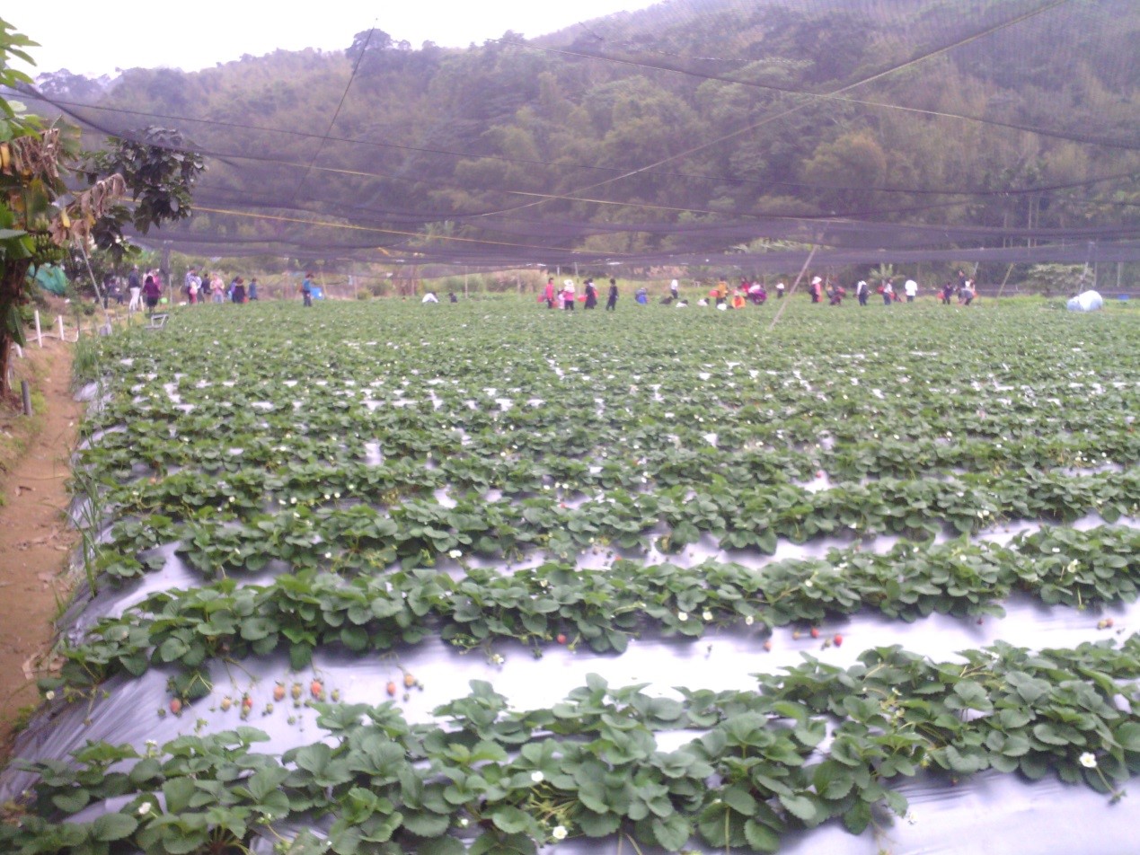 三義吳家草莓園