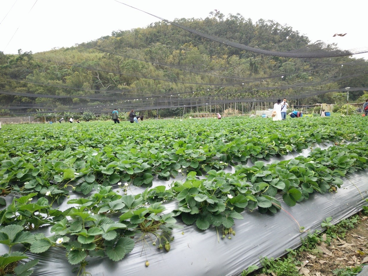 三義吳家草莓園