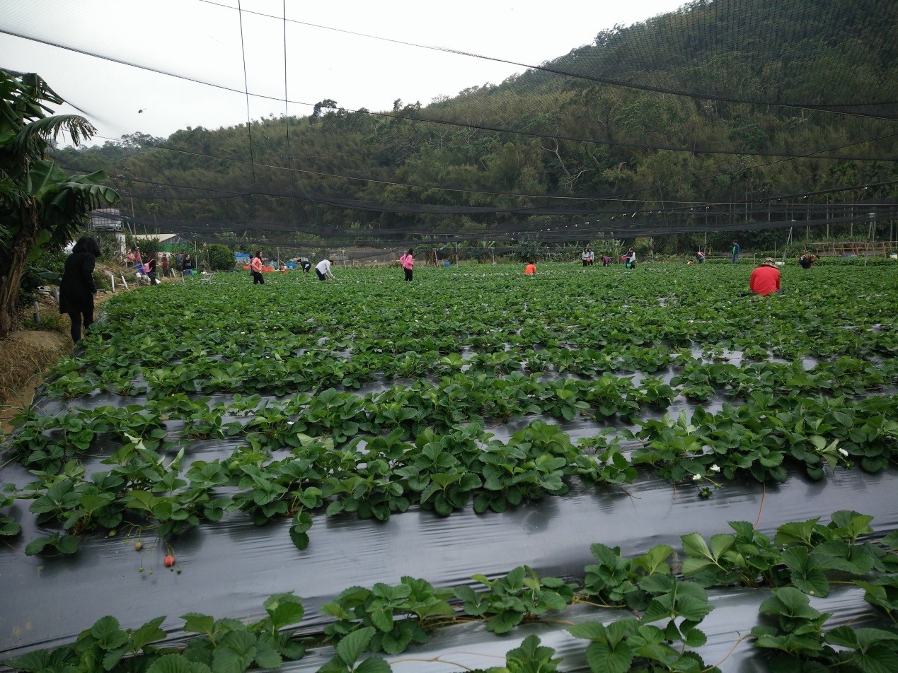 三義吳家草莓園
