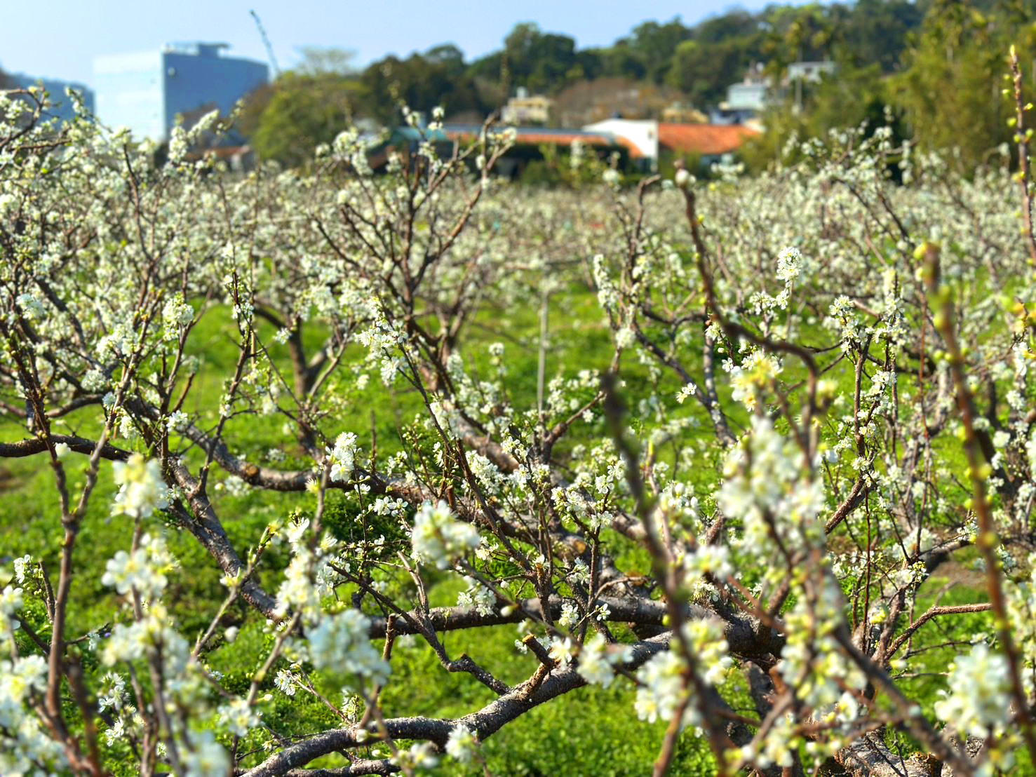 客庄走春賞花趣~雪白李花繽紛綻放