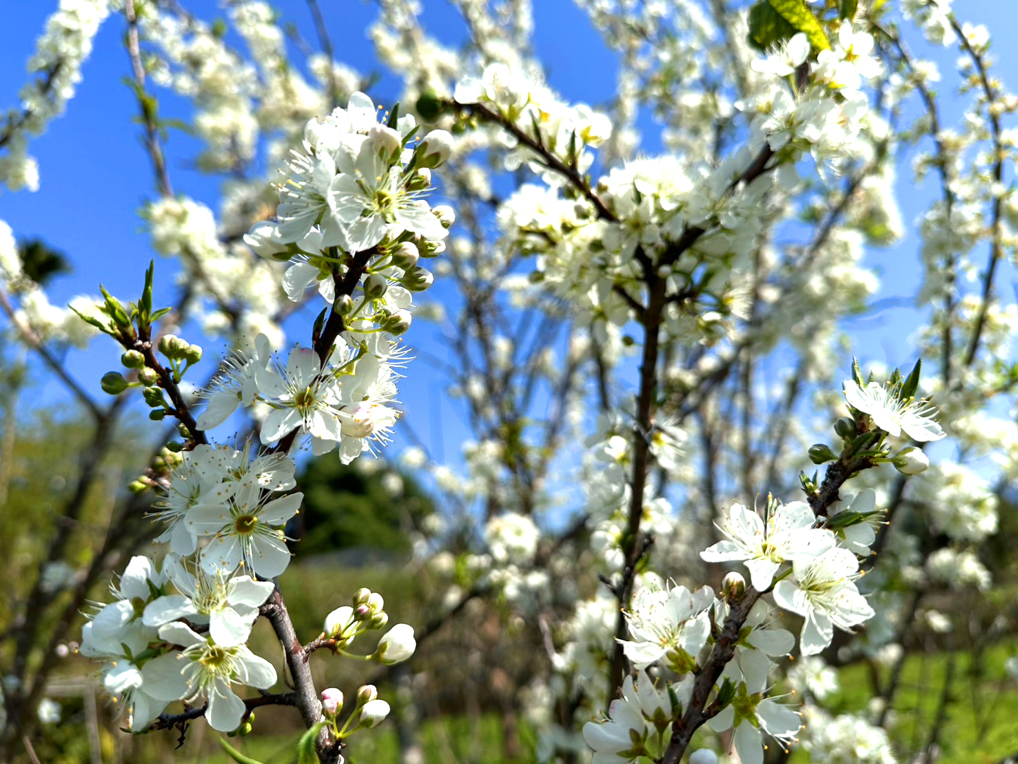 客庄走春賞花趣~雪白李花繽紛綻放