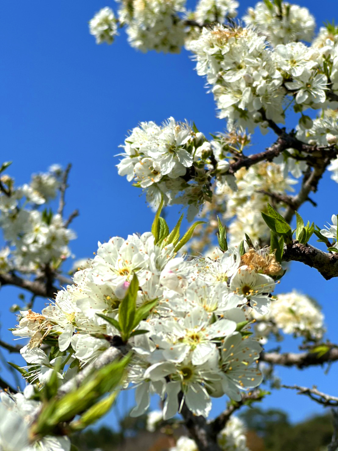 客庄走春賞花趣~雪白李花繽紛綻放